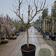Prunus persica 100 cm stam container 25-30