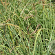 Carex flacca 'Buis' GM P9
