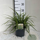 Carex morrowii 'Ice Dance' GM 2,0L