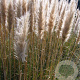 Cortaderia s. 'Pumila' GM P9