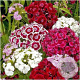 Dianthus barbatus GM P9