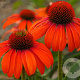 Echinacea 'Julia' GM P9