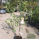 Malus d. 'Elstar' laagstam 7,5L