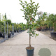 Malus d. 'Elstar' laagstam 7,5L