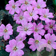 Geranium 'Dusky Crûg' GM P9