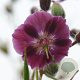Geranium ph. 'Samobor' GM P9