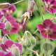 Geranium ph. 'Samobor' GM P9