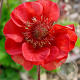 Geum rivale 'Flames of Passion' GM P9