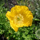Meconopsis cambrica GM P9