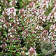 Thymus v. 'Silver Posie' GM P9