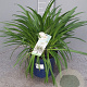 Agapanthus Amourette Superb White GM C5