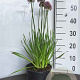 Allium 'Millenium' GM 2,0L