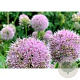 Allium nutans 'Esmee' GM P9