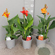 Canna indica GM P17