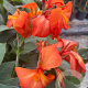 Canna indica GM P17