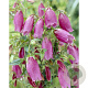 Campanula punc. 'Cherry Bells' GM P9