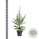 Larix kaempferi 80-100 cm 5,0L
