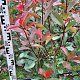 Photinia fraseri 'Red Robin' 80-100 cm met kluit