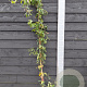 Bignonia capr. 'Tangerine Beauty' 150-175 cm vierkant rond 5,5L