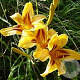 Hemerocallis 'Mikado' GM P9