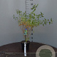 Caryopteris cland. 'Heavenly Blue' 30-40 cm 2,0L