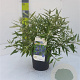Caryopteris cland. 'Heavenly Blue' 30-40 cm 4,5L