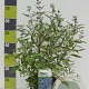 Caryopteris cland. 'Heavenly Blue' 30-40 cm 4,5L