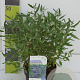 Caryopteris cland. 'Heavenly Blue' 30-40 cm 4,5L
