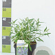 Caryopteris cland. 'Heavenly Blue' 30-40 cm 4,5L