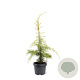 Cedrus deod. 'Aurea' 50-60 cm 3,0L