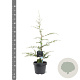 Cedrus libani 50-60 cm 3,0L