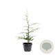 Cedrus libani 50-60 cm 3,0L