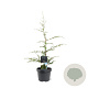 Cedrus libani 50-60 cm 3,0L