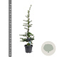 Cedrus libani 60-80 cm 5,0L
