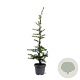 Cedrus libani 60-80 cm 5,0L