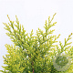 Chamaecyparis l. 'Yvonne' 40-50 cm 3,0L