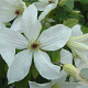 Clematis Forever Friends 150-175 cm vierkant rond 5,5L