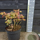 Cotinus cog. 'Old Fashioned' 30-40 cm 7,5L