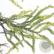 Cryptomeria j. 'Kyara Gold' 50-60 cm 3,0L