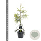 Cryptomeria j. 'Kyara Gold' 50-60 cm 3,0L