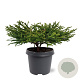 Cryptomeria j. 'Little Champion' 30-40 cm 5,0L