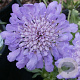 Scabiosa col. 'Butterfly Blue' GM P9