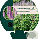 Veronicastrum virg. 'Fascination' GM P9