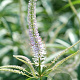 Veronicastrum virg. 'Fascination' GM P9