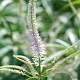 Veronicastrum virg. 'Fascination' GM P9