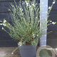 Gomphostigma v. 'White Candy' 50-60 cm 10L
