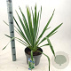 Yucca filamentosa 30-40 cm 5,0L
