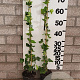 Hedera hibernica 80-100 cm P9 gebonden