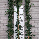 Hedera hibernica 250-300 cm 15L 8-12 tak