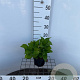Hydrangea m. 'Blaumeise' 25-30 cm 2,0L